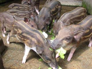 Raising wild boar