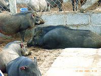 Raising wild pigs