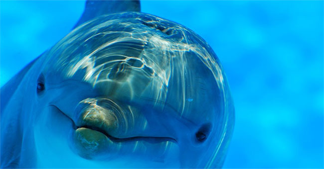 Ramped dolphin dolphin went to harass visitors, the beach must evacuate urgently
