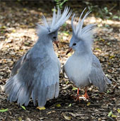 Rank the most unique birds in the earth