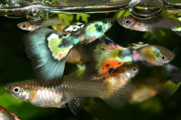 Rapid evolution to adapt to environmental changes