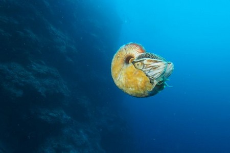 Rare 500 million year old sea snail after 31 years missing
