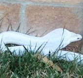 Rare albino cobra is exposed in the United States