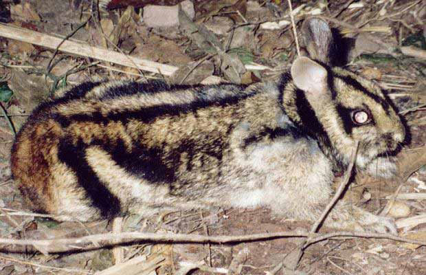 Rare and endangered striped rabbit