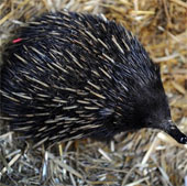 Rare and precious animals have a bad appearance