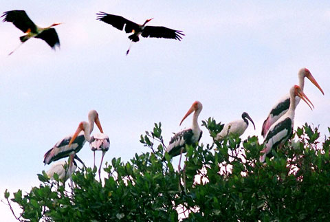 Rare and precious birds are appearing in Hon Dat