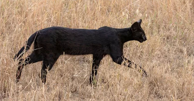 Rare and precious black hyenas appear on African grasslands