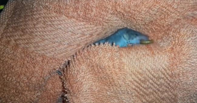 Rare and precious blue shrews are rescued from the cat's mouth