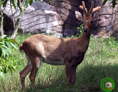 Rare and precious cotton nappies in Dak Lak are at risk of extinction