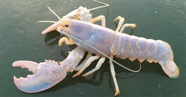 Rare and precious 'lobster' found on the coast