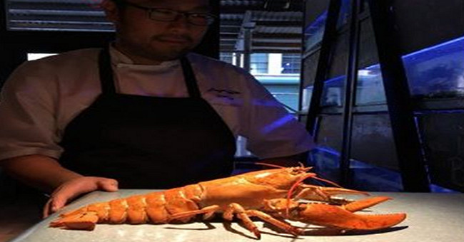 Rare and precious lobsters are red in color as boiled in American restaurants