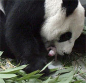 Rare and precious panda giving birth in a zoo in Taiwan