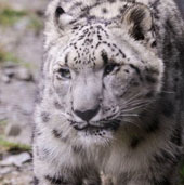 Rare and precious snow leopard appears in China