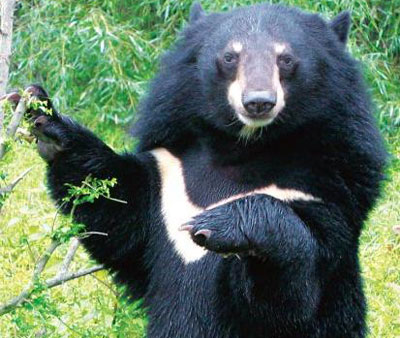Rare and precious white horse bears found in Quang Ngai