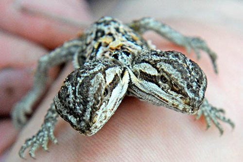 Rare and rare 2-headed lizard born in the UK