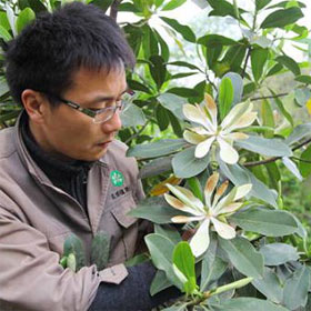 Rare and rare plants flower after three decades