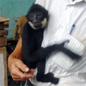 Rare and white cheeked gibbons are released to the forest