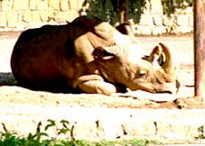 Rare animals will escape the brink of extinction?