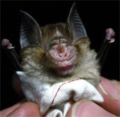Rare bat species in Africa