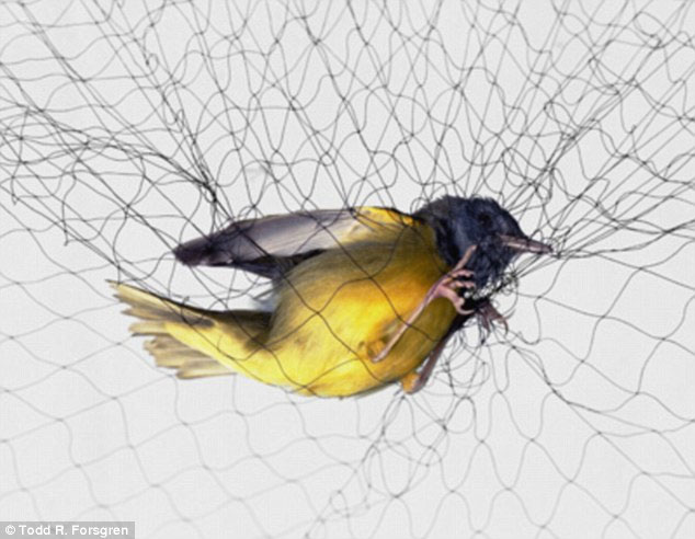 Rare bird-nesting moments