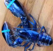 Rare blue lobster has a net in America