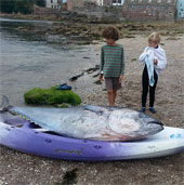 Rare bluefin tuna appears in the UK