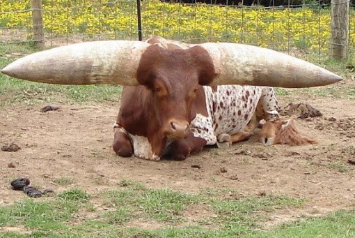 Rare breeds are both strange and strange