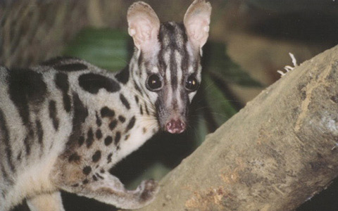Rare civet civet returns to Vietnam