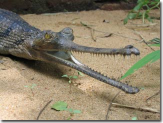 Rare crocodiles die, India tumbles