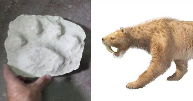 Rare discovery: 30,000-year-old footprint of the toothed tiger