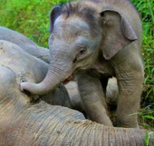 Rare dwarf elephants die in mass