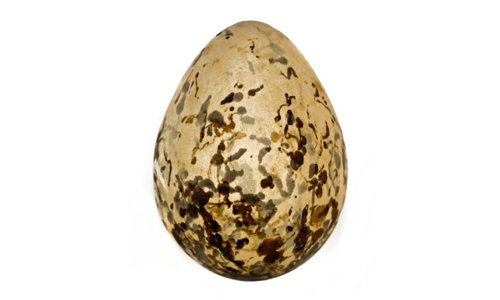 Rare eggs over 100 years old to forget in the drawer