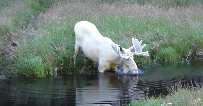 Rare elk has white fur