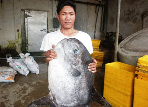 Rare fish caught in the central fishing net