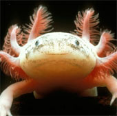 Rare fish have the ability to regenerate their feet