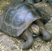 Rare Galapagos turtles enter the breeding season