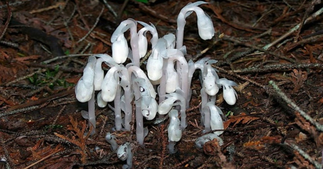'Rare ghost tree' appears in China