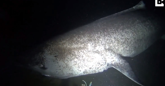 Rare image of shark species that lived for 5 centuries