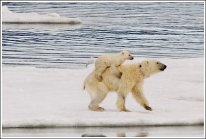 Rare image of white bear piggybacking on the North Pole