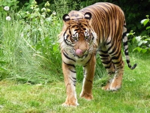 Rare image of wild Sumatra tiger