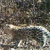 Rare leopards in China