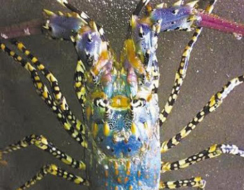 Rare lobster lobster rarely reaches Chinese fishermen's net