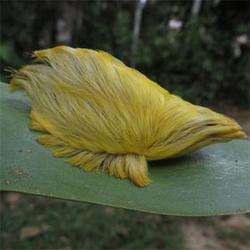 Rare moths have yellow fur