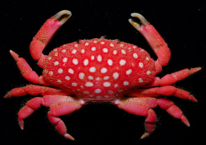 Rare 'mutant' animals