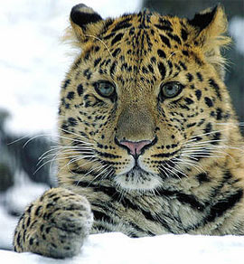 Rare photo of Amur newspaper in China