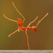 Rare photos: Fire ants stand with one leg