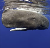 Rare photos of sperm whales