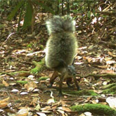 Rare picture of squirrel