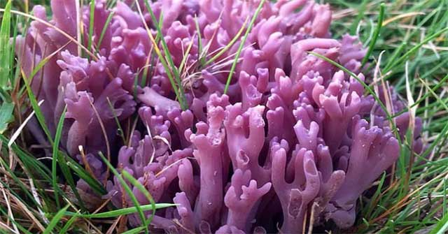 Rare 'purple coral' mushrooms are found in northern Wales