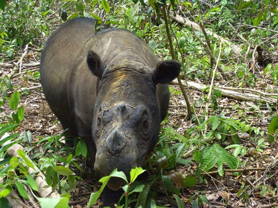 Rare rhinos are about to give birth in Indonesia